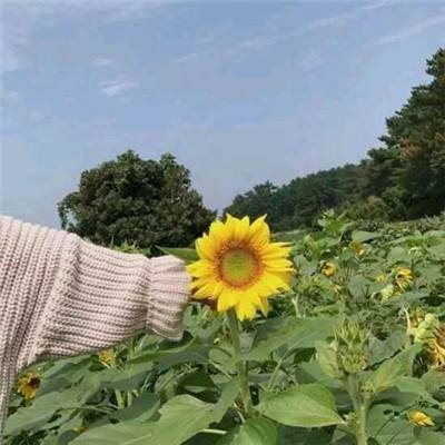 忘语修仙记内购破解版下载